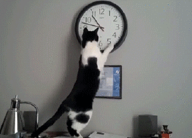 Cat's time management lesson #11