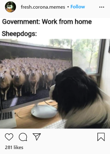 Sheepdogs working from home